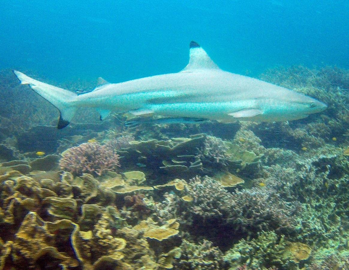 Готель Go Deeper Tioman Екстер'єр фото