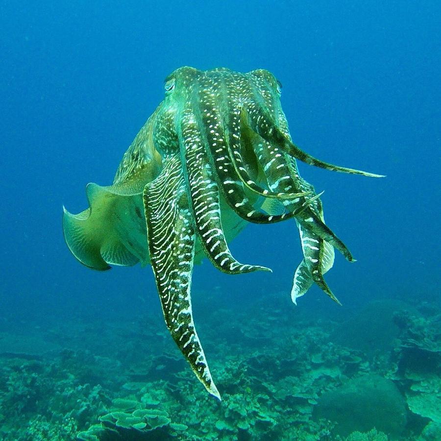 Готель Go Deeper Tioman Екстер'єр фото